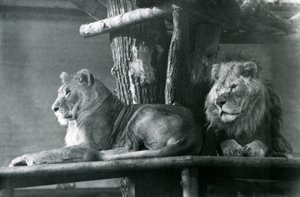 Un leone e una leonessa che riposano su una piattaforma alta, nel loro recinto, Zoo di Londra nel 1929 da Frederick William Bond