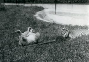 Un cucciolo di leone e un cucciolo di tigre giocano con un mocio, sull