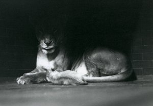 Un cucciolo di leone sdraiato con la madre all