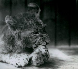 Un cucciolo di leone che si nutre allo Zoo di Londra nel 1927