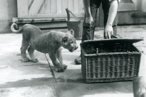 Un cucciolo di leone che guarda un cucciolo di tigre in un cesto di vimini, che un custode sta aprendo, Zoo di Londra, settembre 1925 da Frederick William Bond