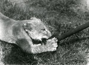 Un cucciolo di leone che gioca con un mocio, tenuto dal suo custode, sull