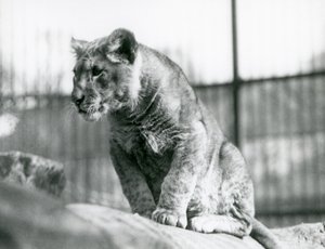 Un cucciolo di leone, nato nella menagerie nel luglio 1923, Zoo di Londra, luglio 1924