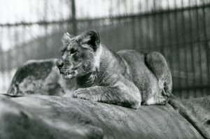 Un cucciolo di leone, nato nella menagerie nel luglio 1923, Zoo di Londra, luglio 1924
