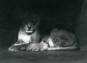 Una leonessa e un cucciolo sdraiati all