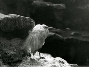 Un Airone bianco minore che riposa tra le rocce allo Zoo di Londra nel 1930 (foto b/n)