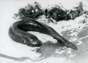 Un pesce polmonato che riposa fuori dall