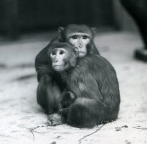 Una Macaca con il suo cucciolo seduti insieme sul pavimento del loro recinto, Zoo di Londra da Frederick William Bond