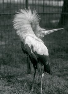Un marabù che esegue la danza su-giù, zoo di Londra, luglio 1925 da Frederick William Bond