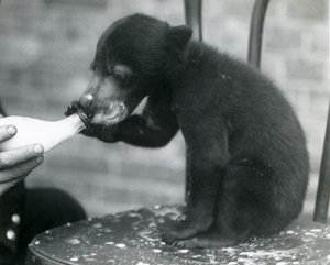 Un cucciolo di orso malese o del sole seduto su una sedia mentre viene allattato con il biberon dal suo custode allo Zoo di Londra, anni 1920 da Frederick William Bond