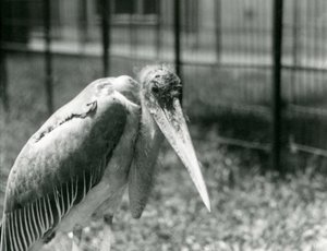 Un marabù che sta nel suo recinto allo Zoo di Londra nel settembre 1928 da Frederick William Bond