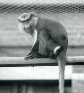 Una scimmia Mona seduta su un palo orizzontale nel suo recinto allo Zoo di Londra, settembre 1925 da Frederick William Bond