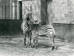 Una zebra di montagna e il suo puledro allo Zoo di Londra nel 1929 (foto in bianco e nero) da Frederick William Bond