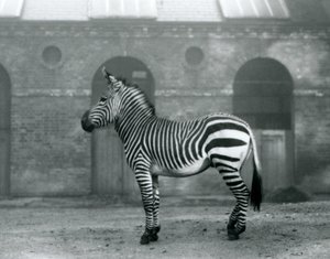 Una zebra di montagna che sta nel suo recinto, davanti alle alte porte della Casa delle Giraffe allo Zoo di Londra nel 1927 da Frederick William Bond
