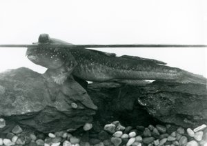 Un Periophthalmus, riposando su rocce sommerse, con gli occhi sopra l