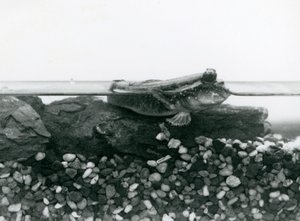 Un pesce salterino che riposa su rocce sommerse, con gli occhi sopra l