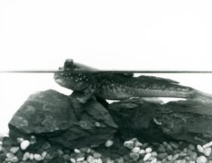 Un pesce saltafango, riposando su rocce sommerse, con gli occhi sopra l