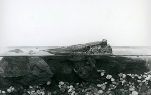 Un pesce saltatore, riposando su rocce sommerse, con la metà superiore del corpo sopra l
