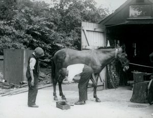 Un mulo ferrato allo Zoo di Londra nel 1924 da Frederick William Bond