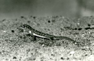 Un geco della sabbia del Namib/Geco palmato sulla sabbia, Zoo di Londra, settembre 1928 da Frederick William Bond
