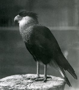 Un caracara crestato settentrionale allo Zoo di Londra, prima del 1930 da Frederick William Bond