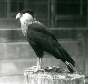 Un caracara crestato settentrionale su un tronco allo Zoo di Londra, settembre 1925 da Frederick William Bond