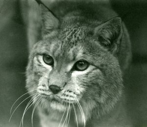 Una lince del nord, Zoo di Londra, febbraio 1925 da Frederick William Bond