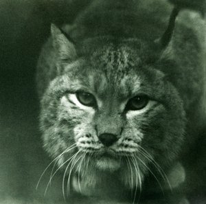 Una lince del nord, Zoo di Londra, febbraio 1925