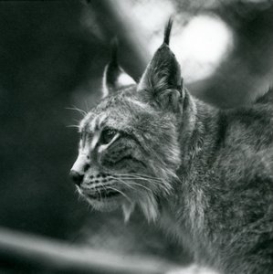 Lince del Nord allo Zoo di Londra, luglio 1925 da Frederick William Bond