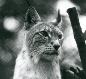 Lince del Nord allo Zoo di Londra, luglio 1925 da Frederick William Bond