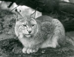 Una lince del nord seduta su una roccia, Zoo di Londra, ottobre 1925 da Frederick William Bond