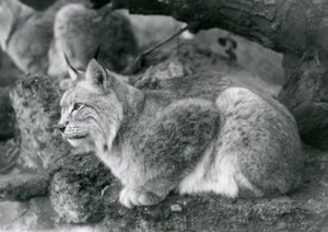 Una lince del nord seduta su una roccia, Zoo di Londra, ottobre 1925 da Frederick William Bond