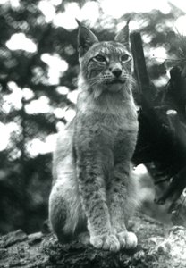Una lince del nord seduta allo Zoo di Londra, luglio 1925 da Frederick William Bond