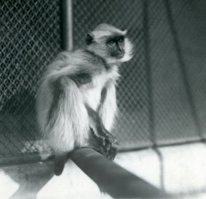Un langur grigio delle pianure settentrionali seduto su un trespolo nel suo recinto allo Zoo di Londra nel 1928 da Frederick William Bond