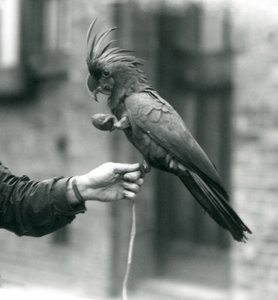 Un PalmGoliathGreat Black Cockatoo che si aggrappa al dito di un custode con un piede e tiene un dolcetto a forma di uovo nell