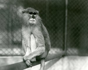 Una scimmia Patas/Wadi/Hussar seduta su un ramo allo Zoo di Londra nel 1928 da Frederick William Bond
