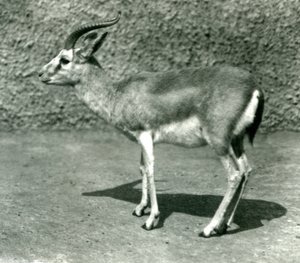 Una gazzella persiana al London Zoo, giugno 1925 da Frederick William Bond