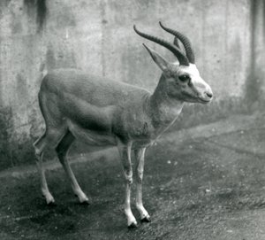 Una gazzella persiana, goitered o dalla coda nera allo Zoo di Londra, agosto 1927 da Frederick William Bond
