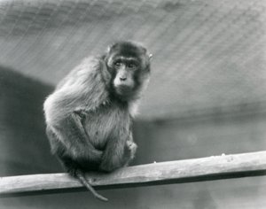 Un macaco dalla coda di maiale seduto su un trespolo nel suo recinto allo Zoo di Londra (foto in b/n)