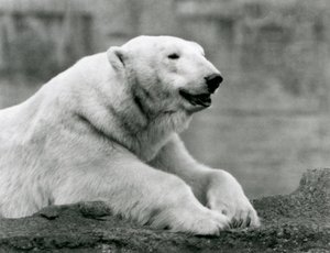 Un orso polare che riposa su una sporgenza rocciosa allo zoo di Londra nel 1931 da Frederick William Bond