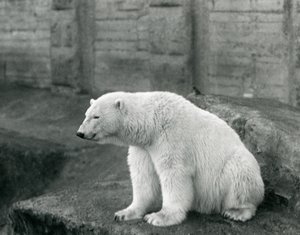 Un Orso Polare seduto su una sporgenza rocciosa allo Zoo di Londra nel settembre 1927 da Frederick William Bond