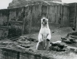 Un orso polare seduto nel suo recinto alla base delle terrazze Mappin allo Zoo di Londra, settembre 1928 da Frederick William Bond