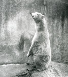 Un orso polare seduto sulle zampe posteriori allo Zoo di Londra nel 1929 da Frederick William Bond