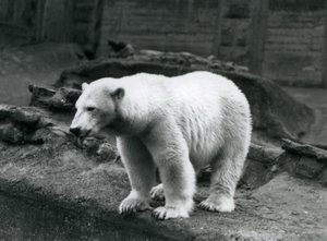 Un orso polare in piedi al bordo del suo recinto alla base delle Terrazze Mappin, Zoo di Londra, settembre 1928 (foto b/n) da Frederick William Bond