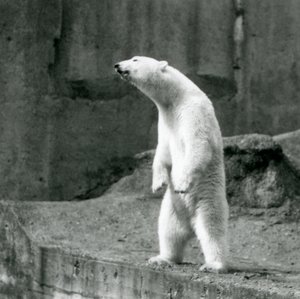 Un Orso Polare in piedi, sulle zampe posteriori, al bordo del suo recinto sulle Terrazze Mappin, Zoo di Londra