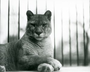 Un puma/cougar/leone di montagna/catamount che riposa allo zoo di Londra nel 1931 (foto in b/n) da Frederick William Bond