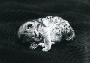 Un cucciolo di puma allo zoo di Londra da Frederick William Bond