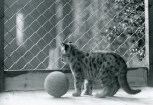 Un cucciolo di puma, con una palla, che guarda fuori dal suo recinto, Zoo di Londra, 1923 da Frederick William Bond