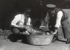 Un ippopotamo pigmeo che si fa un bagno allo ZSL London Zoo, agosto 1928 da Frederick William Bond