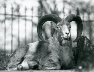 Un ariete seduto allo zoo di Londra, 1925